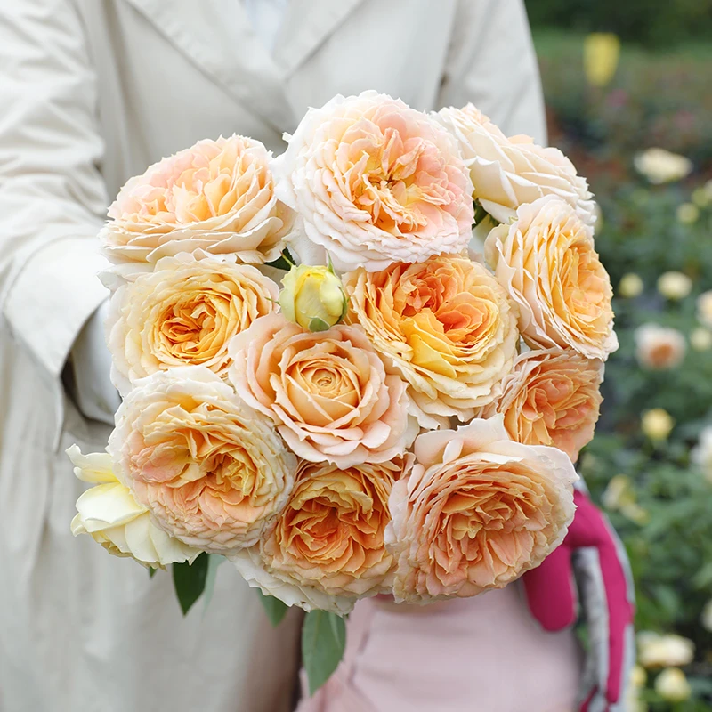 惠惠的花园切花月季焦糖古董花型饱满分枝性好庭院阳台盆栽