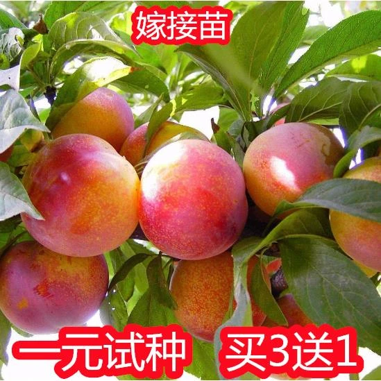正宗蜂糖李子树苗贵州脱骨李子树苗早熟南方北方地栽盆栽当年结果