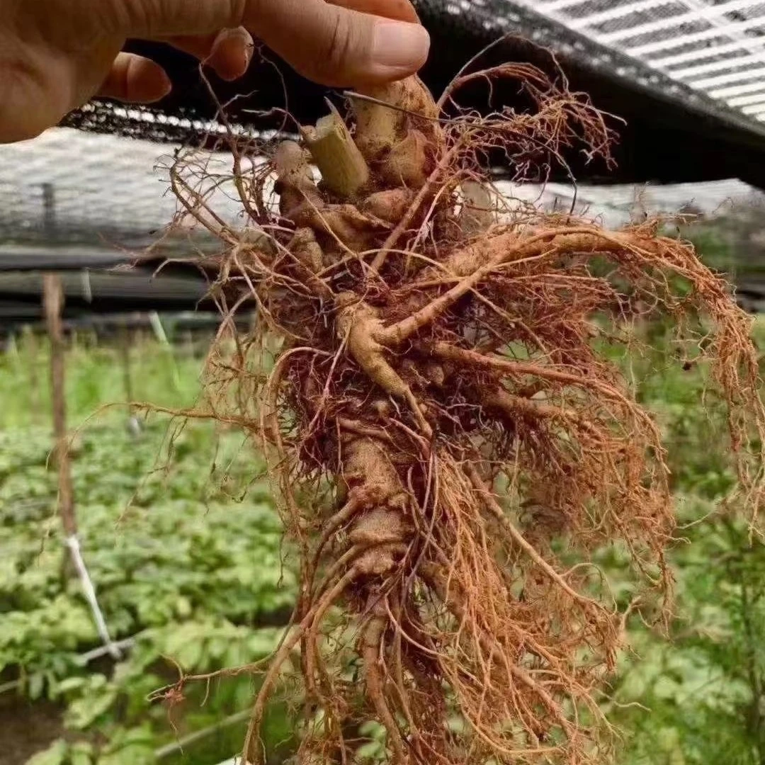 正宗云南文山新鲜三七田七500克煲汤现挖活三七生三七非野生