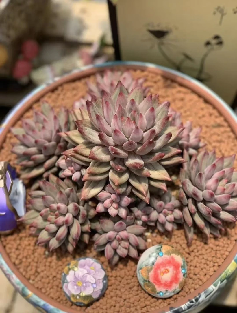 老桩精品多肉鲜花绿植盆栽控养新手好养家庭园艺造景