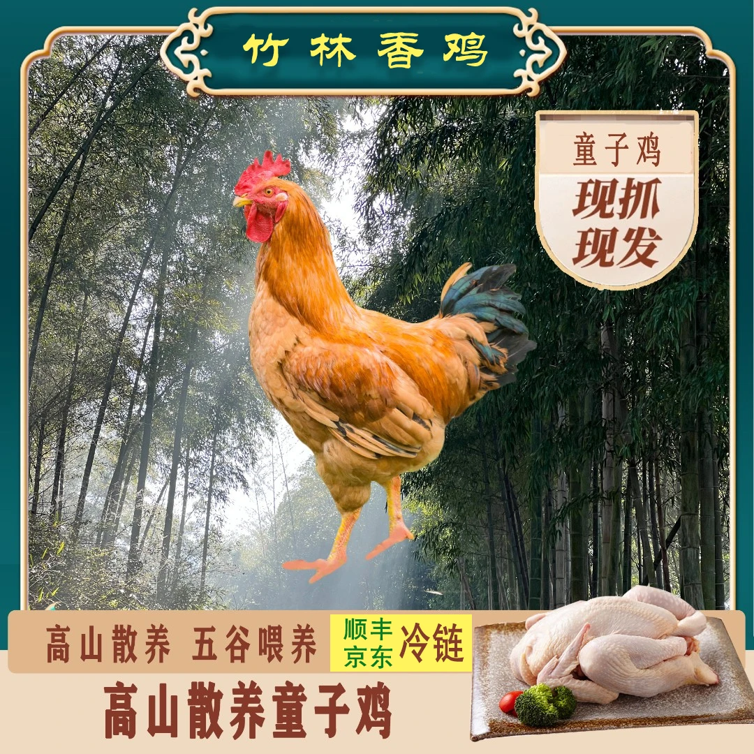 钟国噜竹林香鸡童子鸡放养土鸡鸡肉炒鸡鲜嫩仔公鸡（单只净重1.6斤
