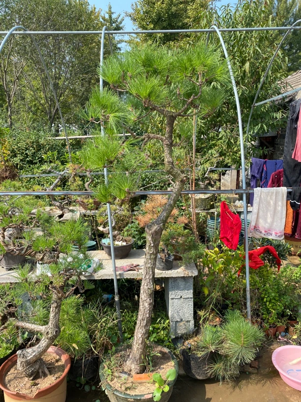 大黑松，各种大型盆景拍品