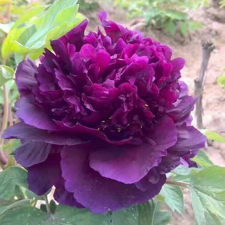 洛阳观赏牡丹花苗魏紫阳台绿植盆栽花卉大花耐寒室外