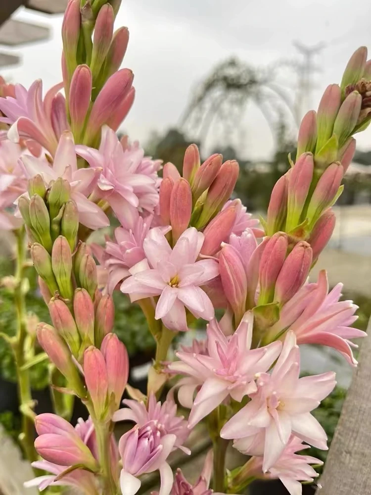 福利粉色【10-15芽】晚香玉种球重瓣大花球夜来香浓香型低温种植