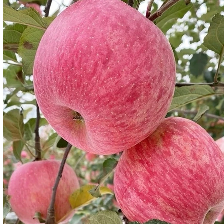 正宗烟台红富士苹果新鲜水果脆甜多汁产地直发