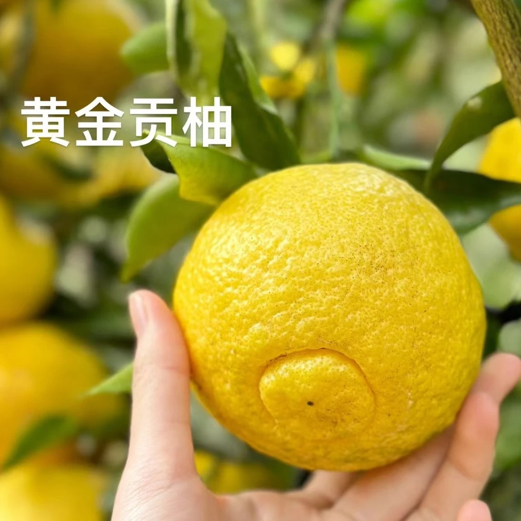 黄金贡柚树苗春香桔柚象山青甜橘柚南北方好养盆栽地栽带果发货