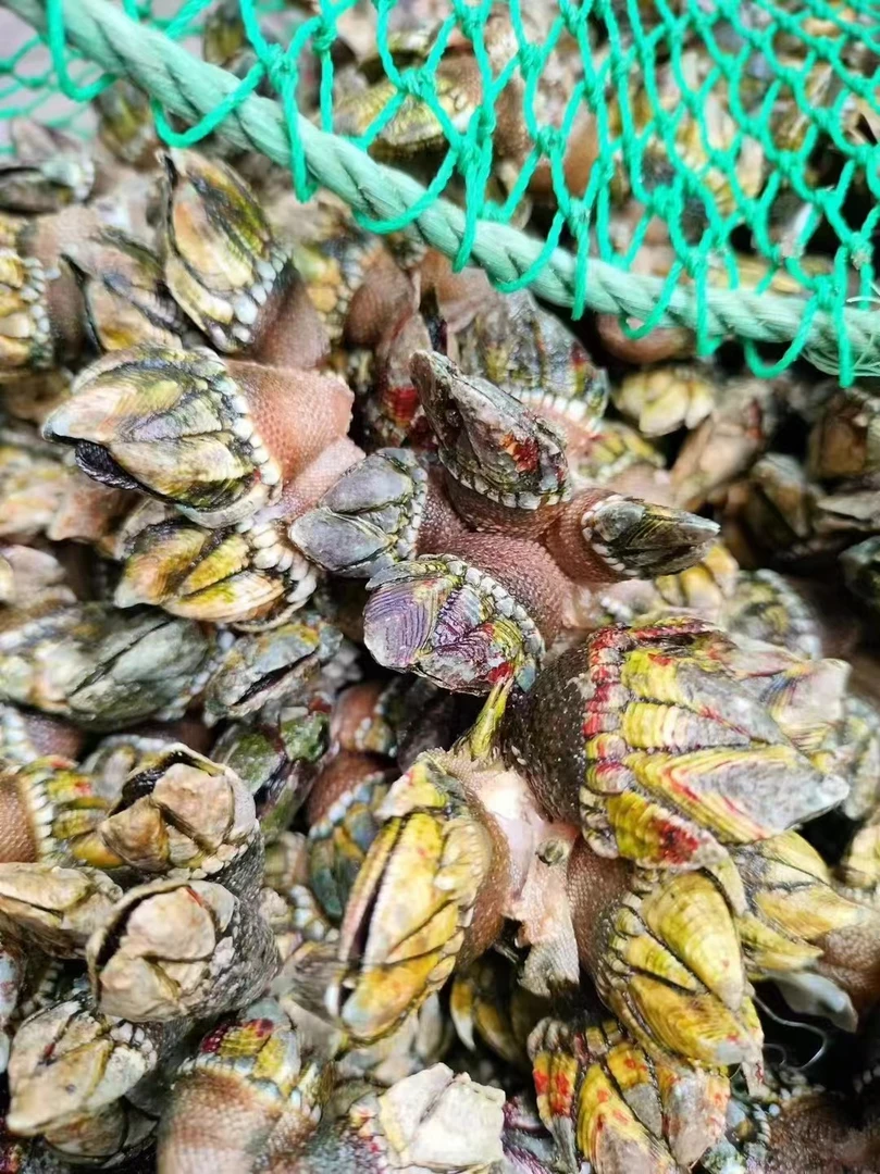 【当季尝鲜】阳江鲜活佛手螺鬼爪螺鸡爪螺鸡脚螺狗爪螺龟足鹅颈藤壶