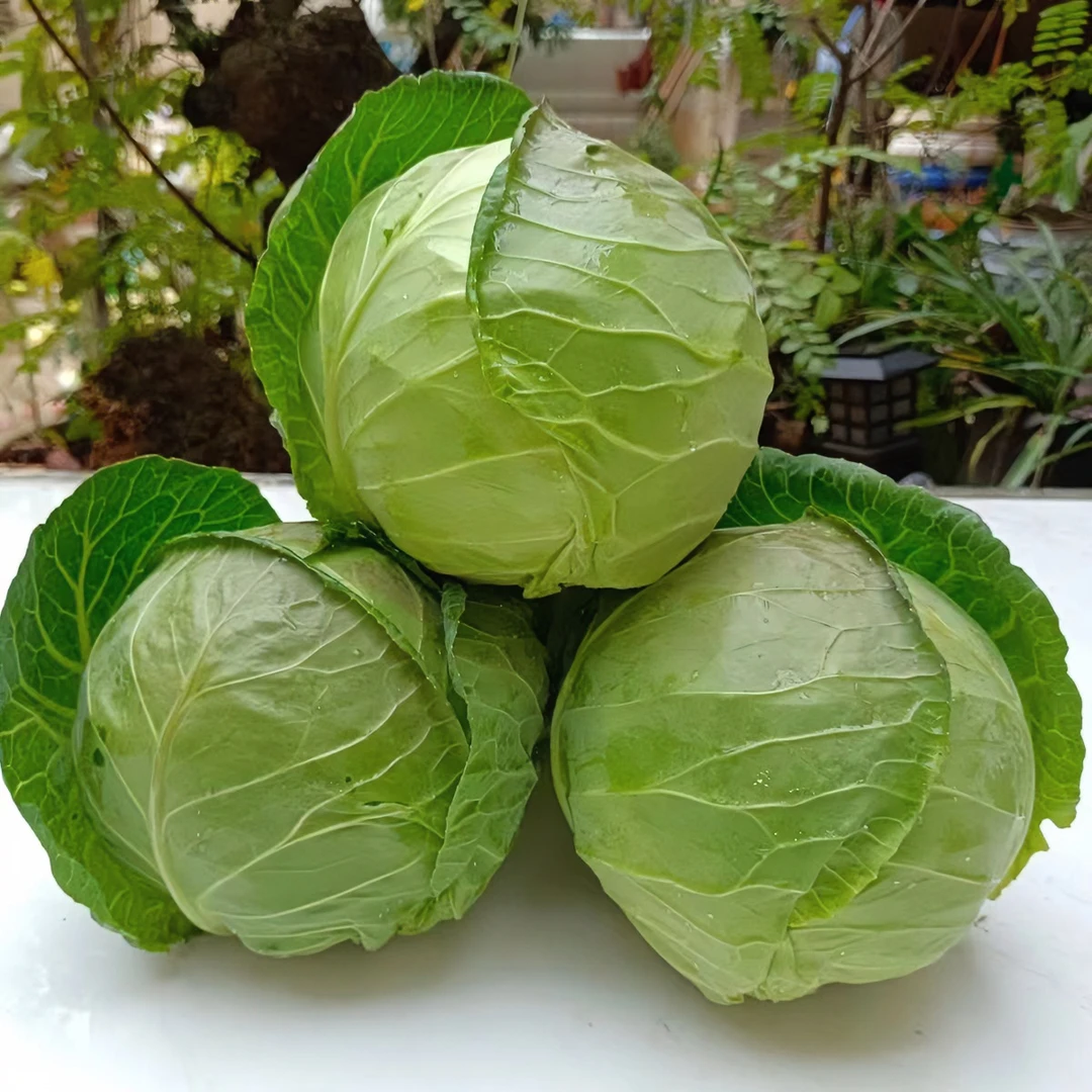包菜新鲜现摘蔬菜莲花白手撕包心菜绿甘蓝青叶子菜卷心菜包菜农家