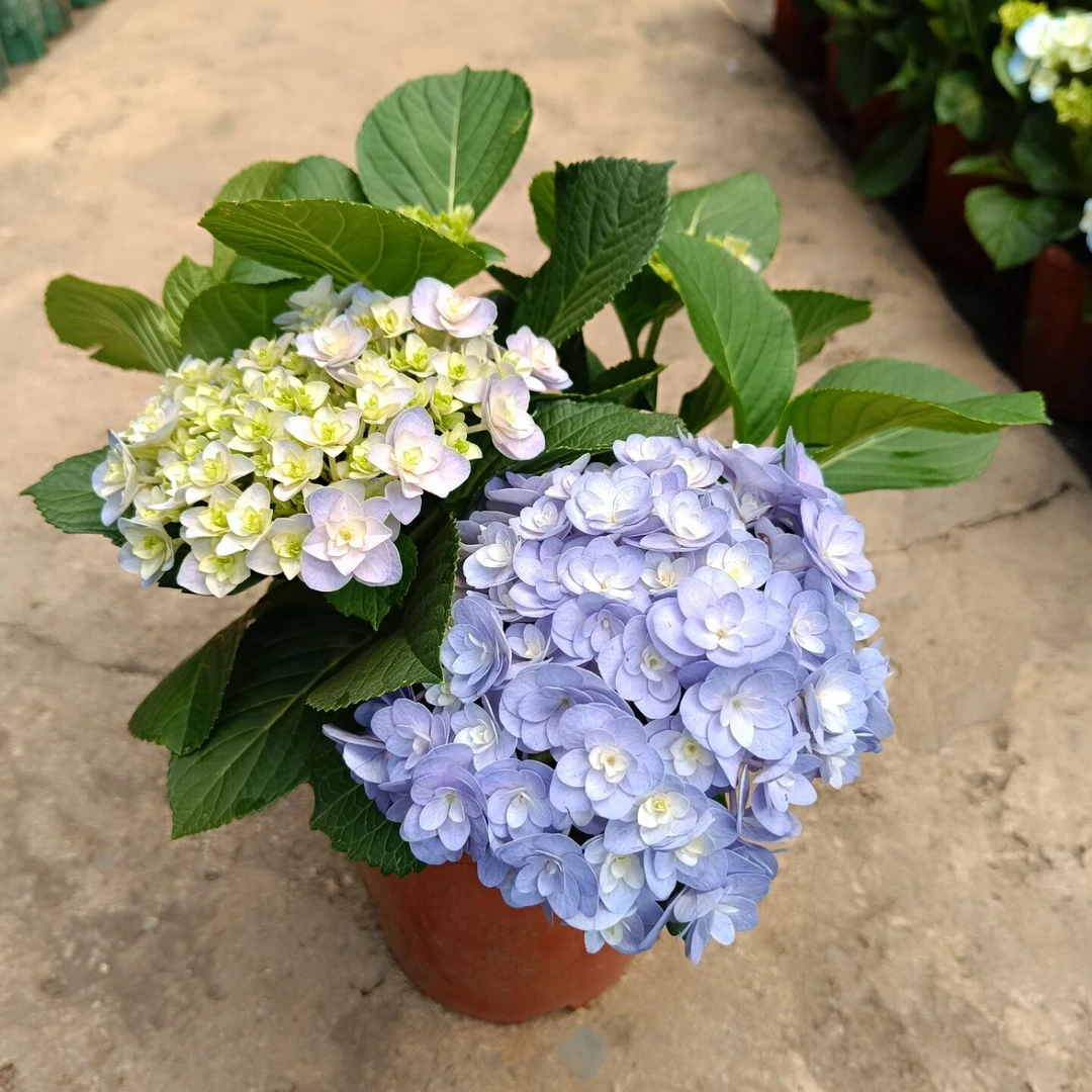 大花绣球花盆栽带花发货重瓣绣球无尽夏花园蓝色绣球阳台庭院花卉