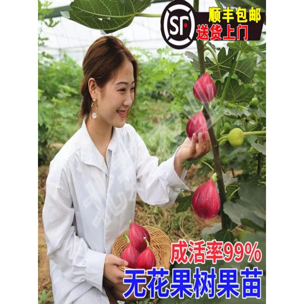 无花果树果苗无花果树盆栽地栽波姬红大青皮南方北方种植无花果苗