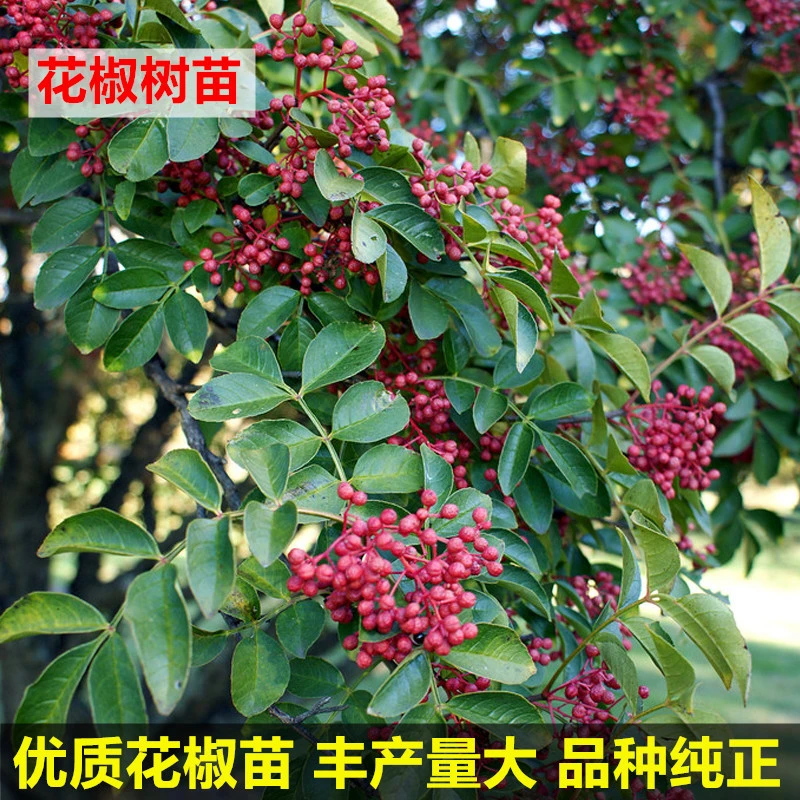 花椒苗树大红袍花椒树苗盆栽地栽无刺食用四川花椒树小苗当年结果