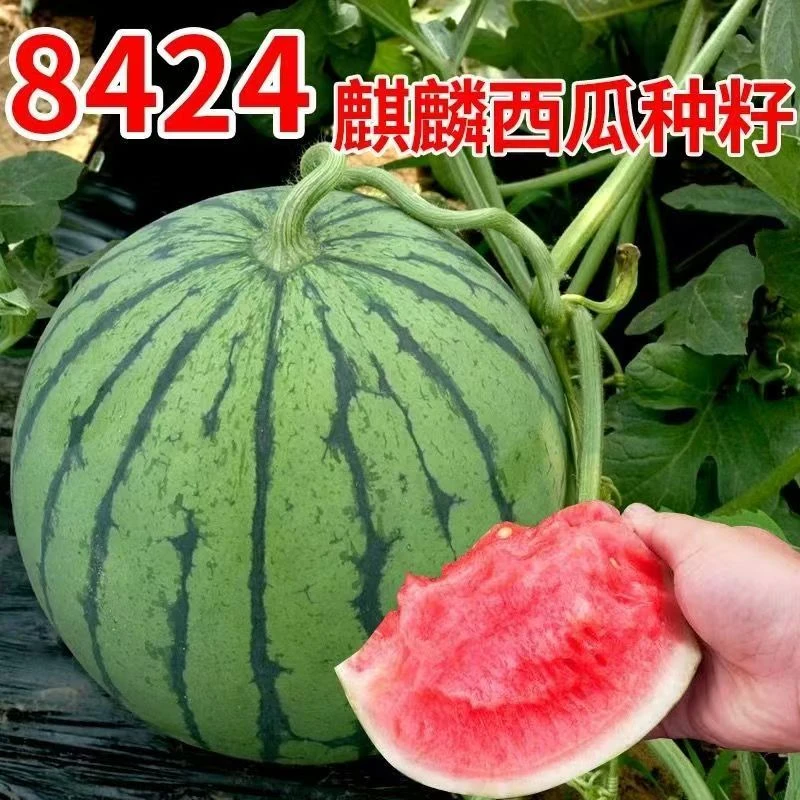 【全店满6包包邮】【139】麒麟西瓜种子