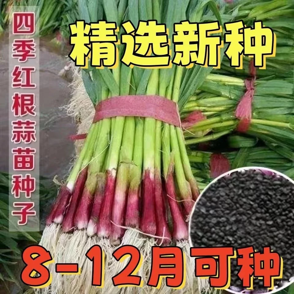 【满6包包邮】【14】红根蒜苗种子