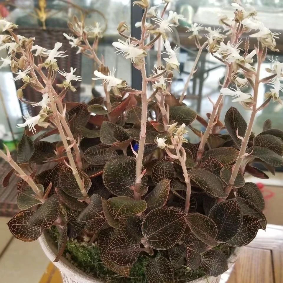 福建南靖品种 金线莲带花苞种苗红霞 品种盆栽绿植厂家直供包邮