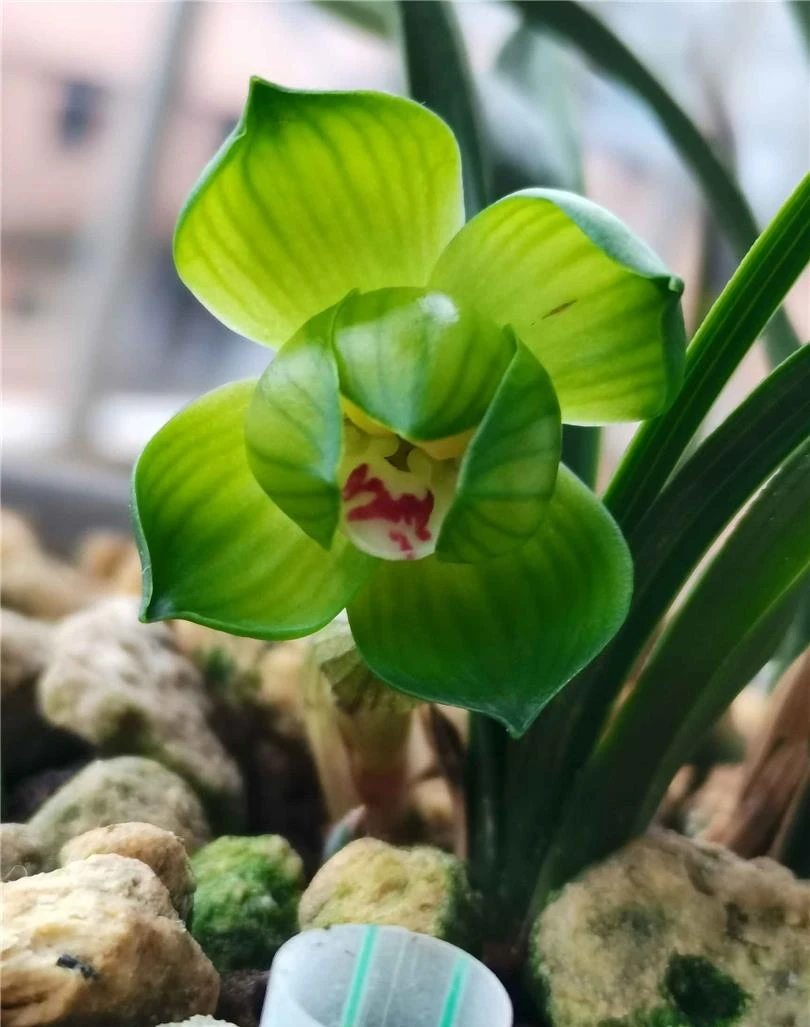 精品兰花苗四季好养易开花室内客厅盆栽