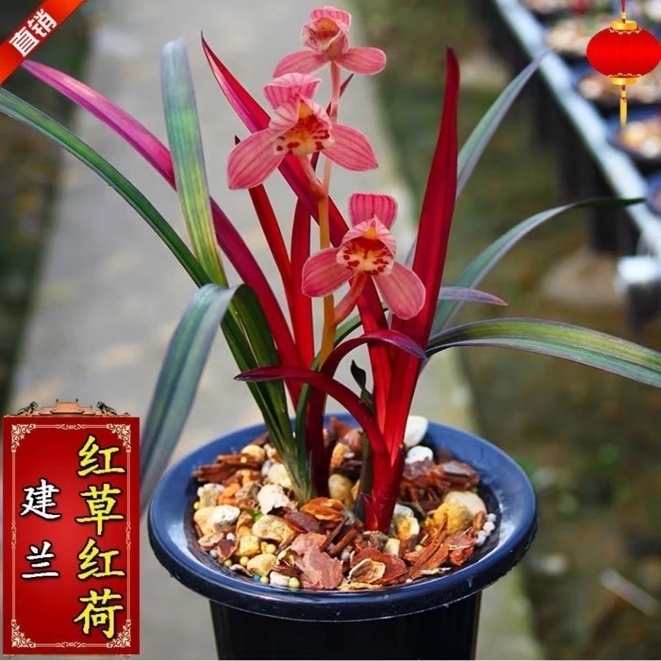 名贵兰花苗建兰四季兰批发正宗红草红荷浓香型高档室内绿植盆景
