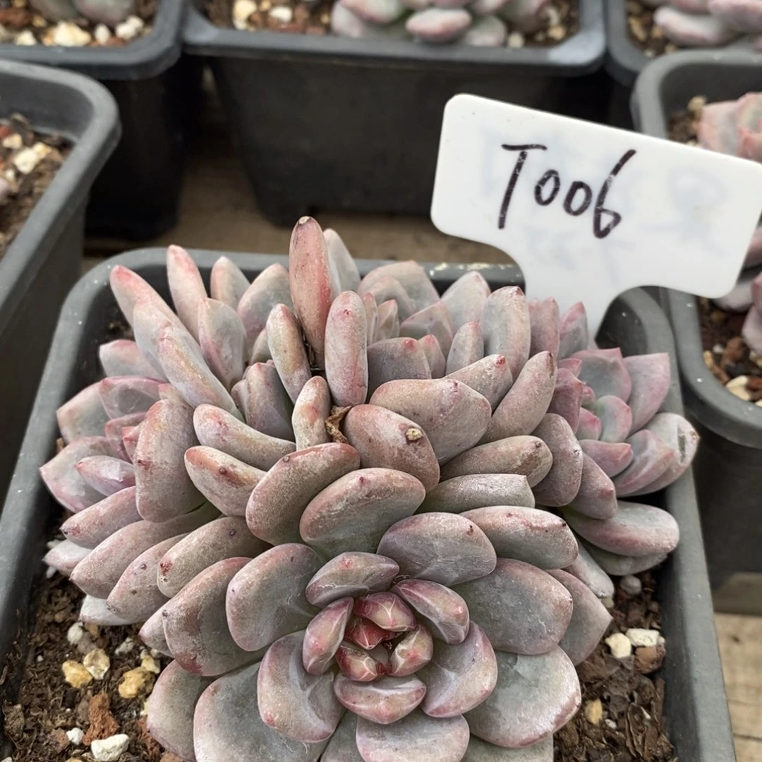 Y*ú006号，溏心明显，123456789