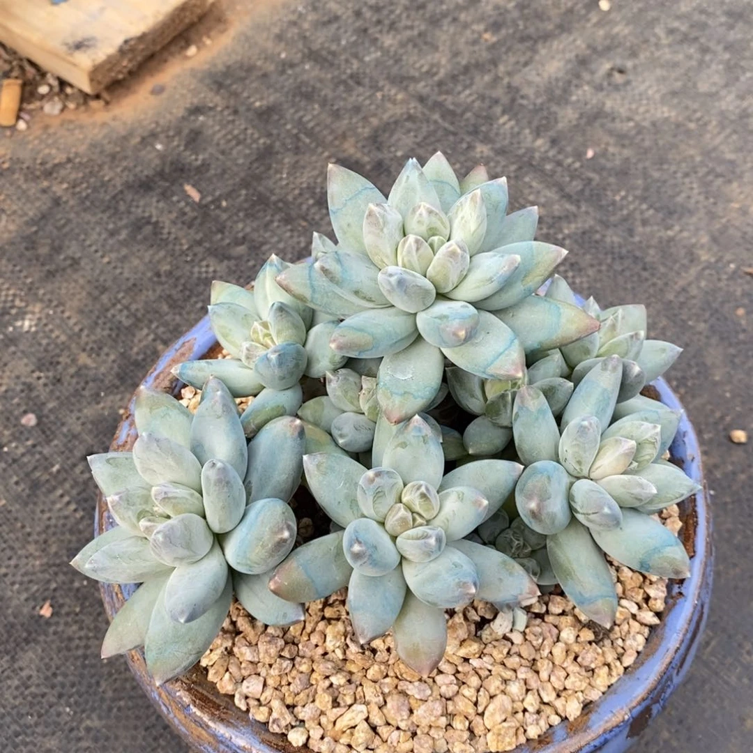 美人系列捧花,123466799