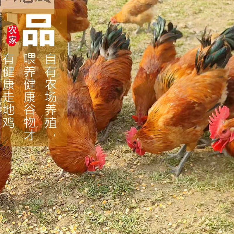 散养土公鸡,老母鸡,专属调价链接