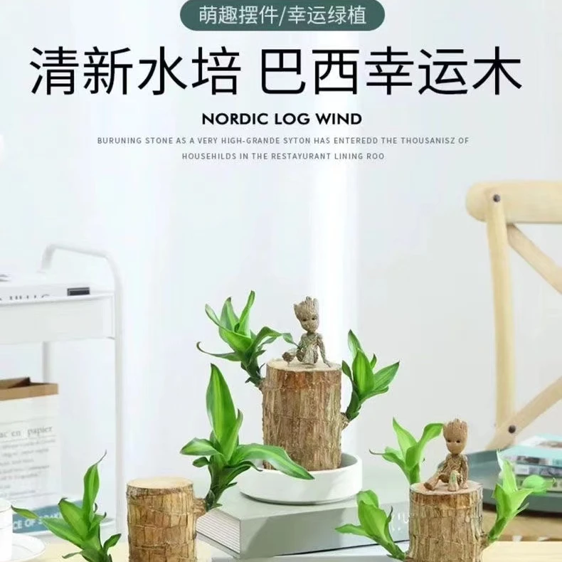 正品【带叶发】巴西木水培绿植盆栽花卉四季绿植好养幸运木