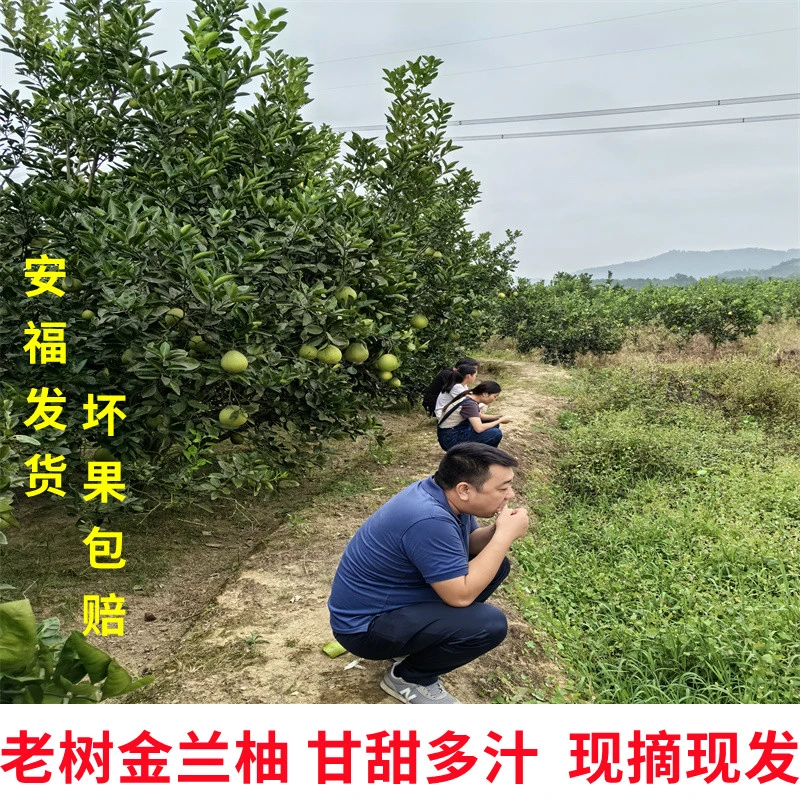 正宗安福老树金兰柚新鲜采摘蚕子柚子白心柚好吃蜜柚应季水果