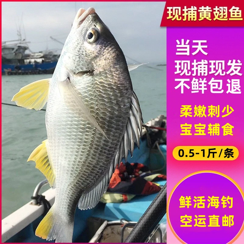 专注海捕 专注品质 海捕黄翅鱼 活捕急冻 不鲜包退 0.5-1斤/条