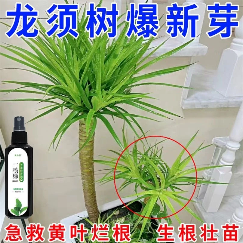 龙须树龙血树营养液防黄叶落叶枯萎干尖倒伏一喷绿植株均衡生长