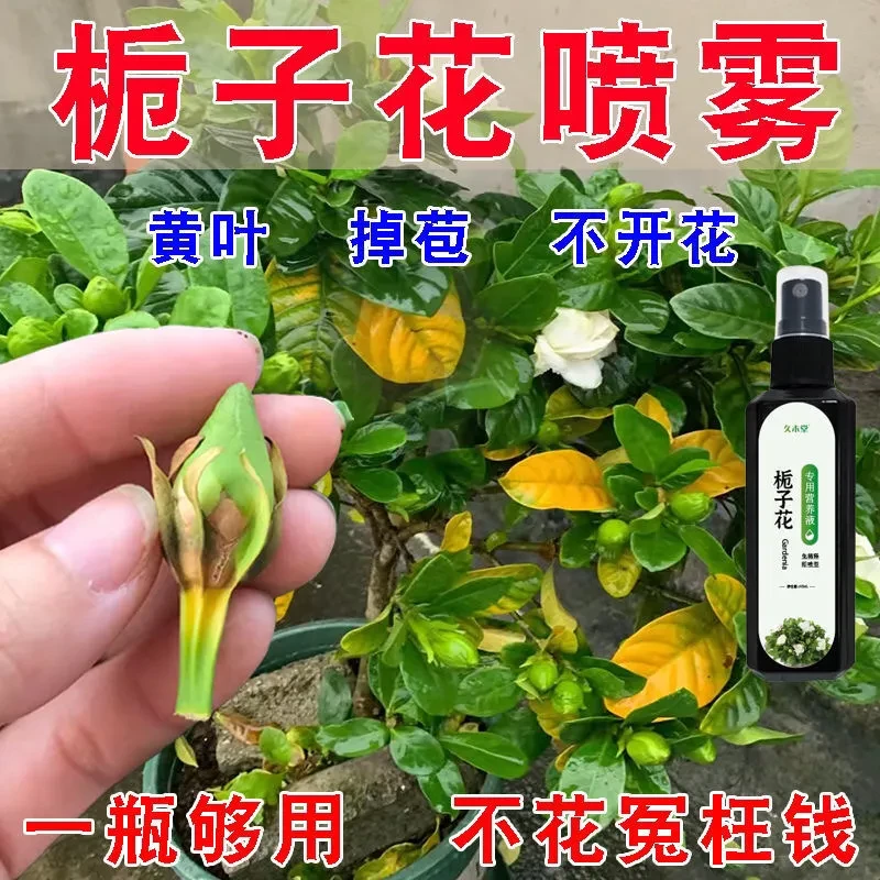 栀子花营养液防黄叶开花生长缓慢掉苞直喷式专用肥配方定制分化