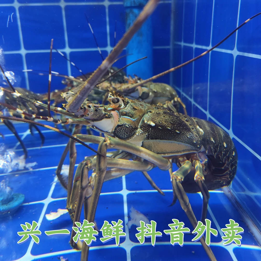 小青龙约350-450克/只