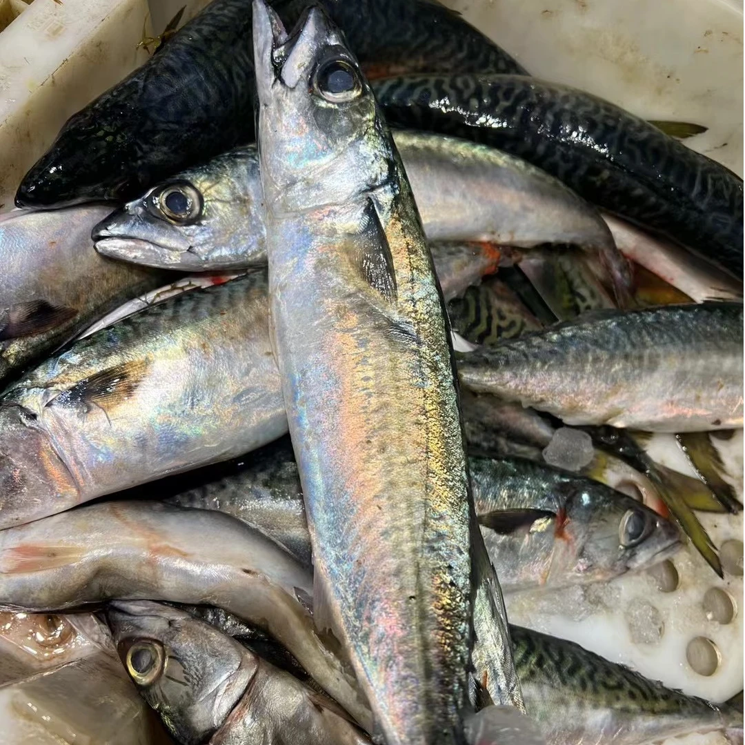 舟山本港青占鱼青花鱼.