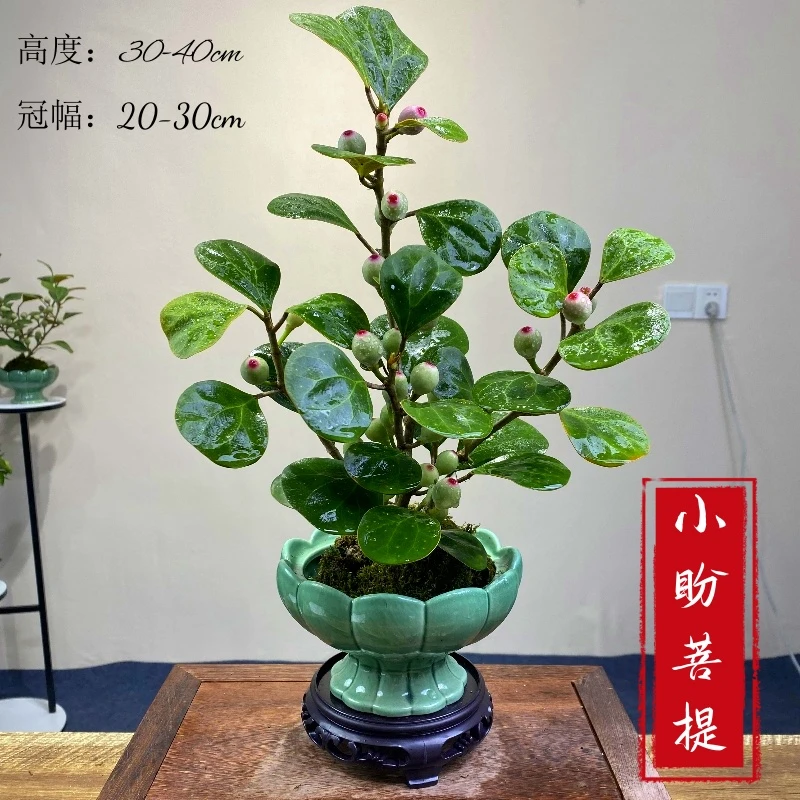 禅意小盼菩提树室内苔藓球茶桌面花卉办公桌微盆景绿植物水培书房
