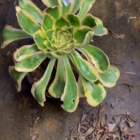 燕姿锦多肉植物0944