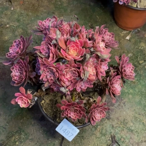 黑铜白多肉植物1487