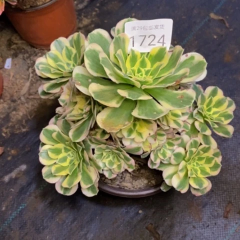 迈巴赫有断枝多肉1724