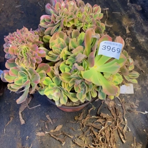 红袖多肉植物3969