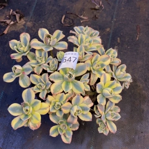 星爆多肉植物3547