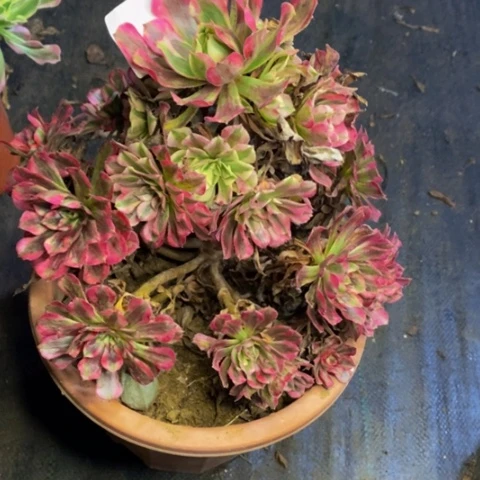 黑铜白多肉植物2067