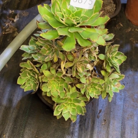 绿玫瑰锦多肉0875