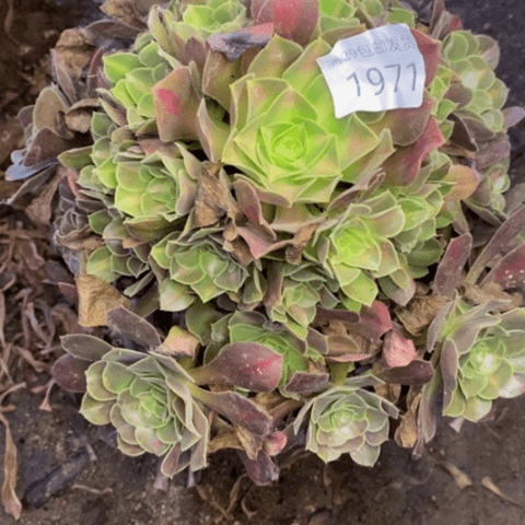 女巫中斑多肉植物1971