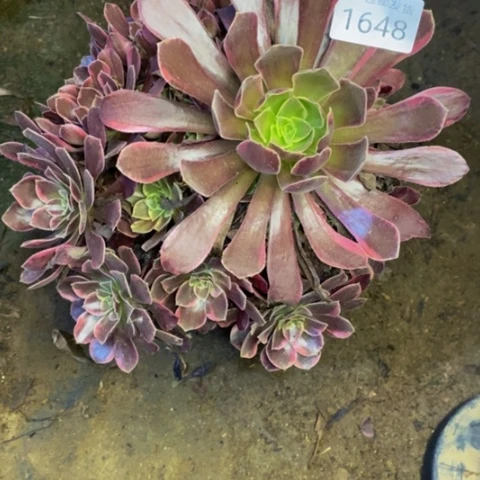 金丝却多肉植物1648