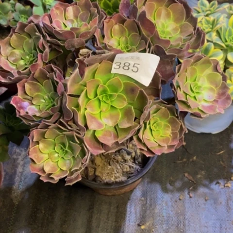 欧紫多肉植物385