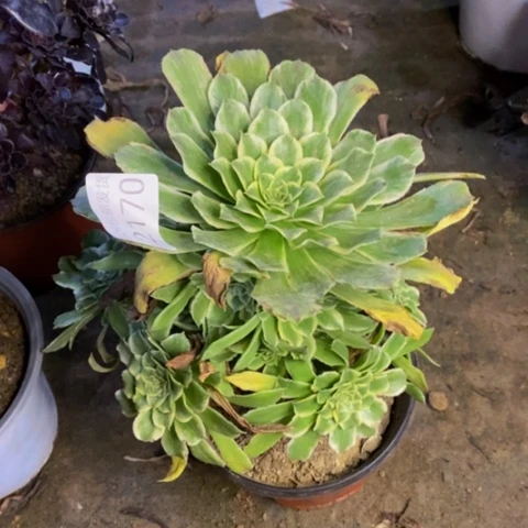 碧浪多肉植物2170