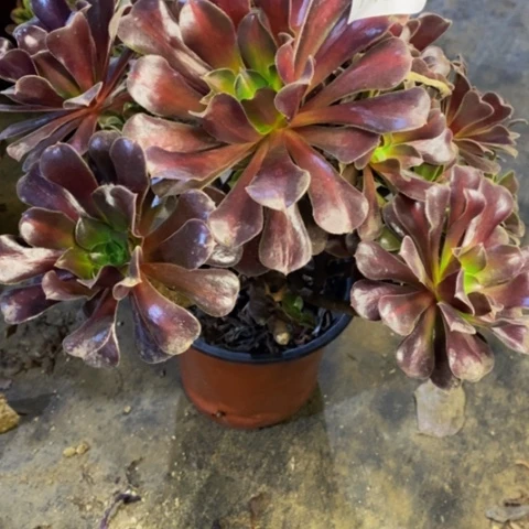 花娜锦有断枝多肉1451