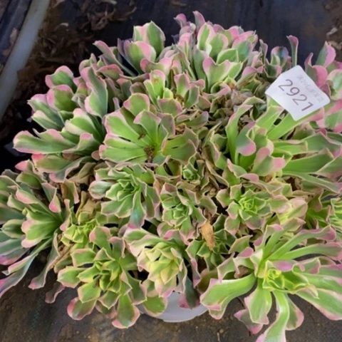 白凤多肉植物2921