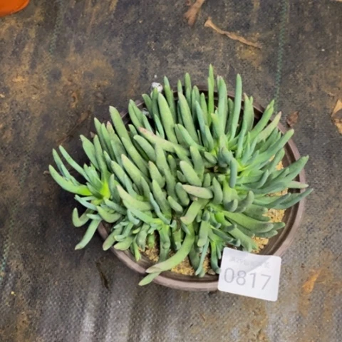 奔龙多肉植物0817