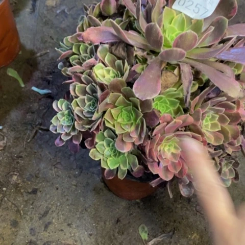 金丝却多肉植物0257