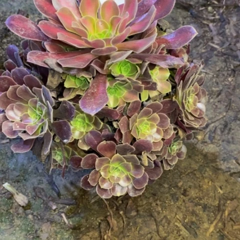 花娜锦多肉植物1788