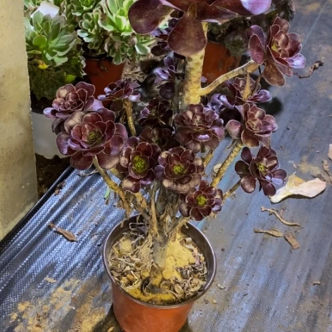 小黑豆多肉植物2994