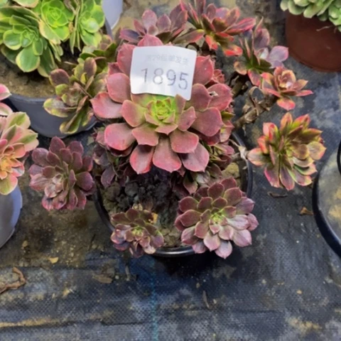 烟花多肉植物1895