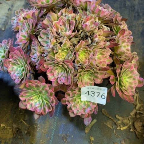 红铜白多肉植物4376